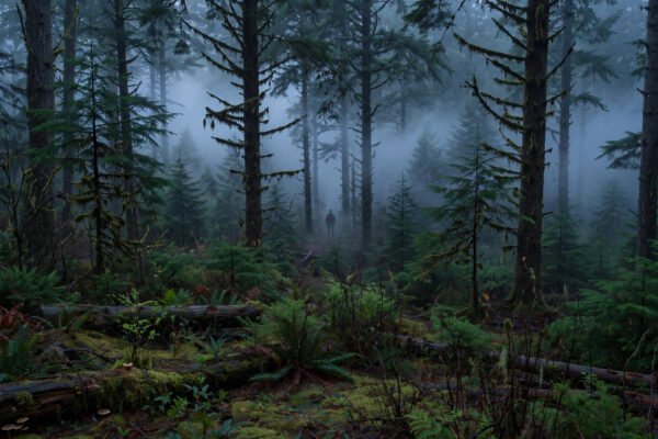 Bigfoot legend: misty Pacific Northwest forest where Bigfoot sightings are reported